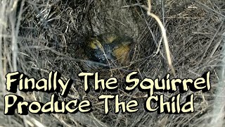 Mantap Ternyata Sarang Tupai Ada Anaknya Steady There Squirrels Nest Nest