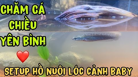 Setup hồ cá Lóc cảnh mini đơn giản-Thái Salem cho Cá Lóc Heo ăn 🥰
