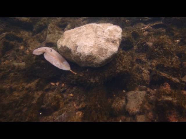 Осенний карась под водой