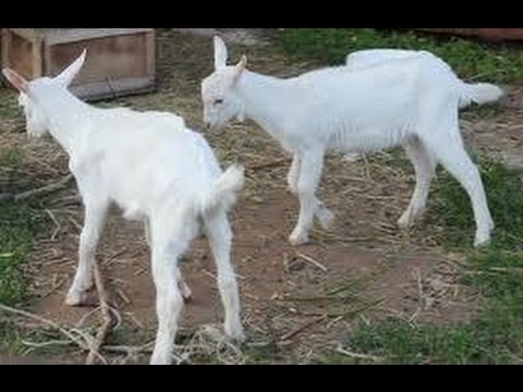 Сказка. 'ДВА КОЗЛИКА'. Аудиосказки. Сказки для детей. Аудиокниги.