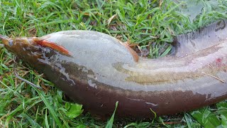 Fishing in Rainy Season | Catching Climbing Perch Fish & Catfish by Hand in Rain