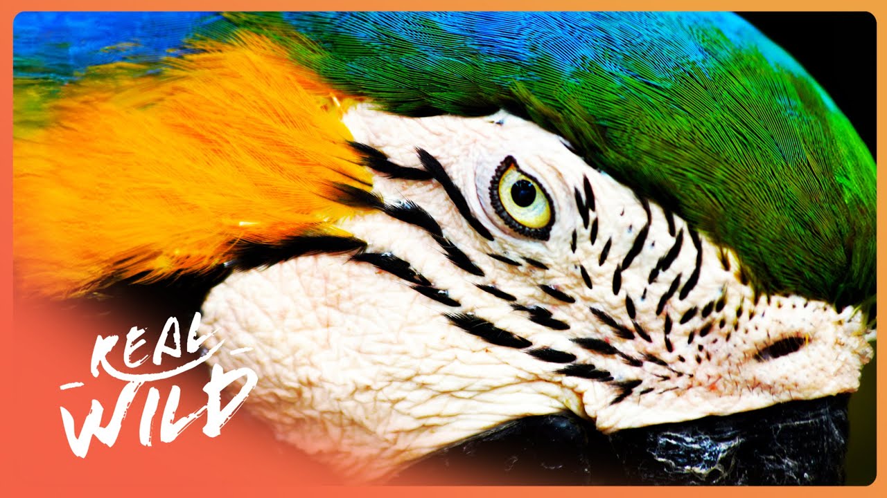 Documentary backdrop image for PLANET PARROT | The Most Intelligent Birds On Earth? (2025)