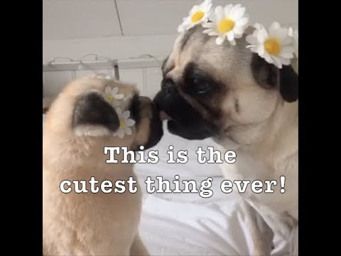 Custom Stuffed Animals