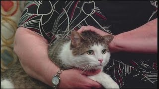 Pet Corner: Monroe, Jr.