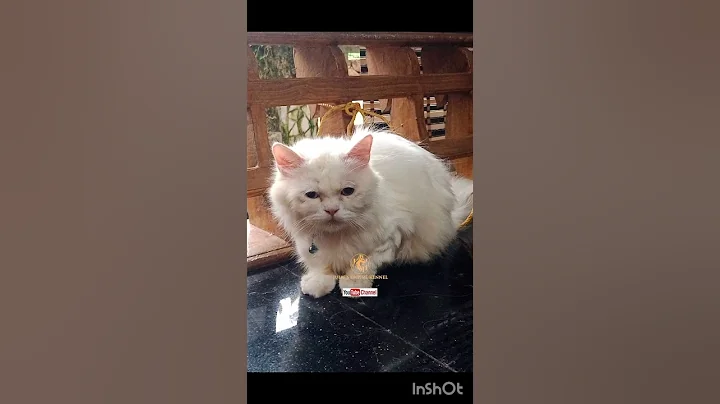 Video 11201131: persian cat grooming, persian cats catlover, grooming persiancat, persian cat home