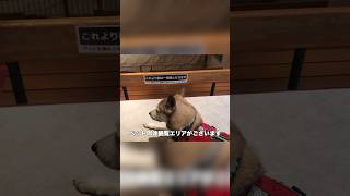 ペット同伴可能エリアか気にする愛犬#shorts