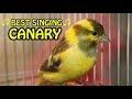 Canary singing  bird song  mbirdtraining   serinus canaria  canario