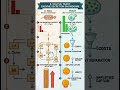 Why yeast outperforms Ecoli #microbiology,#Enzymes, #Biocatalyst #scientific