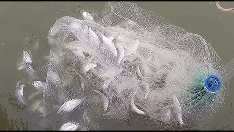 Catching bait with cast net!!!! Huge school of shad.