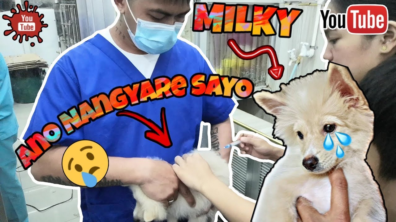Best Pet Shop In The Philippines 🇵🇭 Cartimar Pet Center 🐕 ANO NANGYARE SAYO MILKY!!! 😢 YouTube