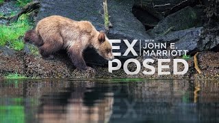 GRIZZLY BEARS of the Khutzeymateen | EXPOSED Wildlife Photography | EP 02