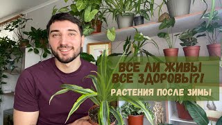 видео: Комнатные растения после зимы. Залив растений, мошки в грунте, весенняя пересадка комнатных цветов. картинка: Комнатные растения после зимы. Залив растений, мошки в грунте, весенняя пересадка комнатных цветов.