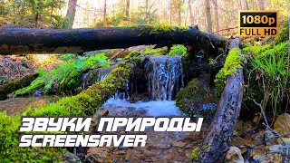 Живая природа - Ручей в лесу | Звуки природы | Звуки ручья | Релаксация | Снятие стресса | Заставка