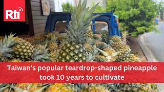 Taiwan pineapple season peaks as “magnolia” and “peach” varieties drive demand | Taiwan News | RTI