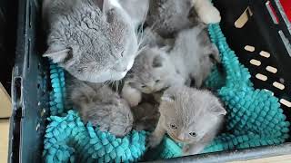 cuteness is overflowing. kittens are growing up and caring mother is always close. котята выросли.