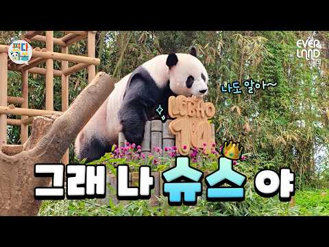 얼마나 슈퍼스타인지 감도 안 옴｜#판다와쏭 #<strong>265</strong>