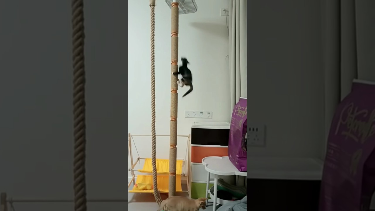 Black and White Kitten Races Up Scratching Post Onto Platform