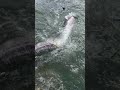 I DIDN'T EXPECT THIS😳 !! Unbelievable Catfish Power💪 | Catfish fishing on the river for monster fish