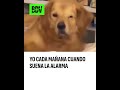 YO cada mañana cuando suena la ALARMA