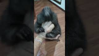 Домашний ручной Байбак_) "Сурок" Домашний ручной Байбак_) "Сурок"