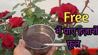 Free में पाये हज़ारों फूल/ Rose plant growing tips/Rose plant/Rose flower