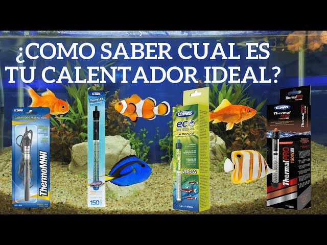 Cuál es el calentador ideal para tu acuario? - Preguntas y respuestas 