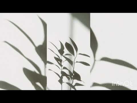 Waving Leaves Shadow