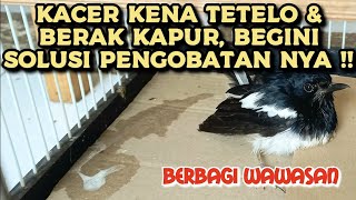Kacer Has Tetelo and Chalky Feces || Here's the Treatment Solution!!