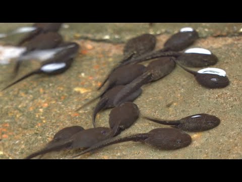 Kijanki przedzierają się do stawu, tadpoles swimming into the pond