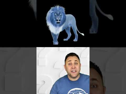 Best Optical Illusion - LION