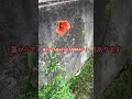 絶対触るな!この花危険です!
