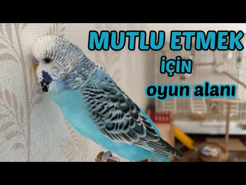 Muhabbet Kuşunu Mutlu etmek İçin Oyuncaklardan Oyun alanları oluşturun