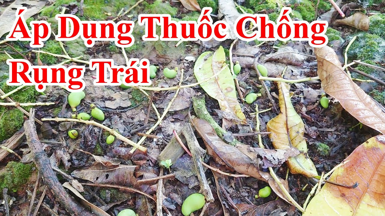 Áp dụng thuốc chống rụng trái |Gốc Cù Lao|#0986289491