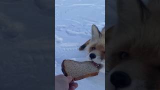 Кормление Дикой Лисы с Руки🤯 (ч.1)/Feeding A Wild Fox By Hand🤯(part 1)