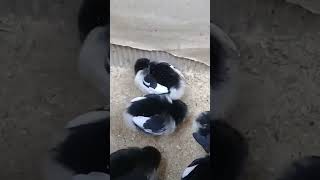 The Reason Why Many DOC Chickens Die