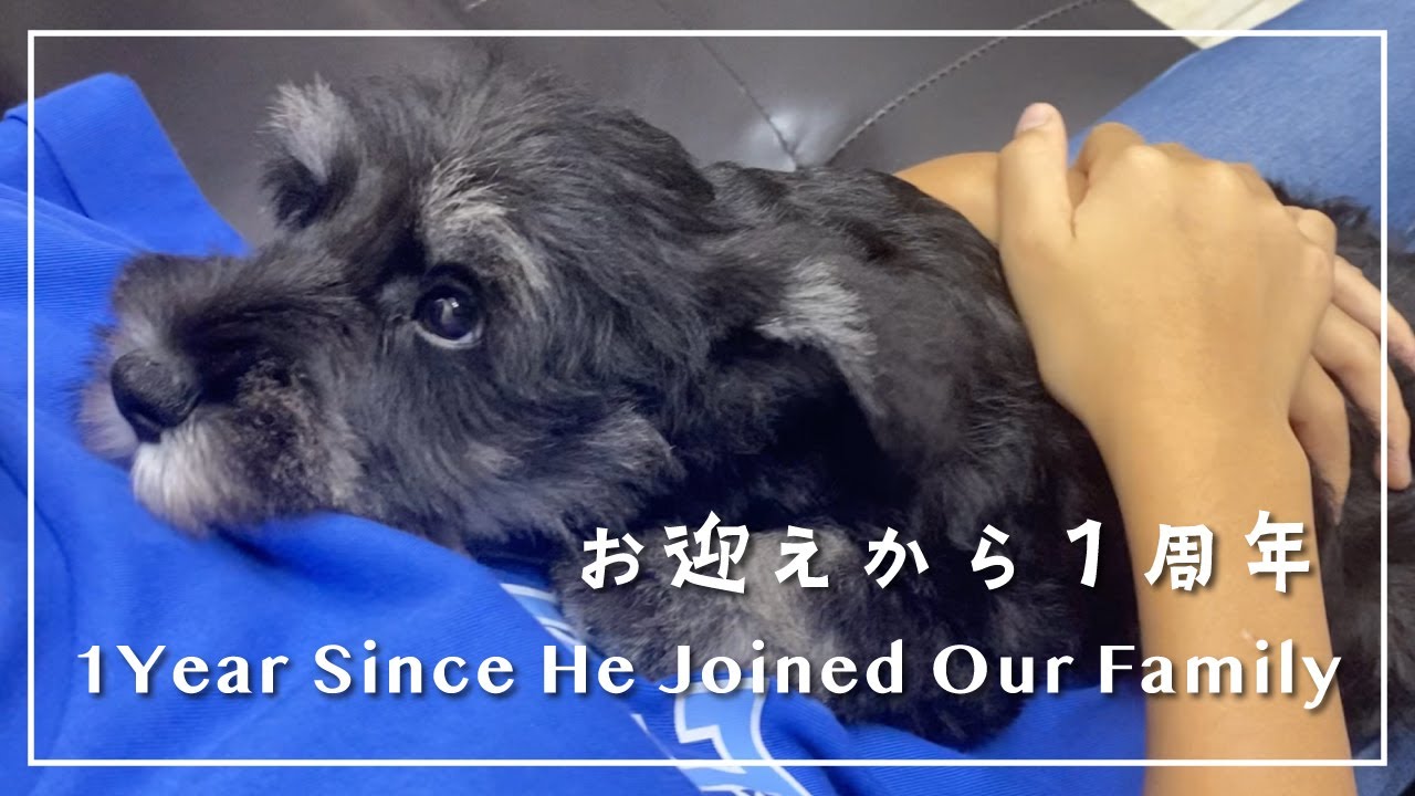 家族にになって1年　パブロくん成長の記録 #20