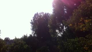 IMG 8549- Another Bird thats coming infront of my Window  04.09.2014