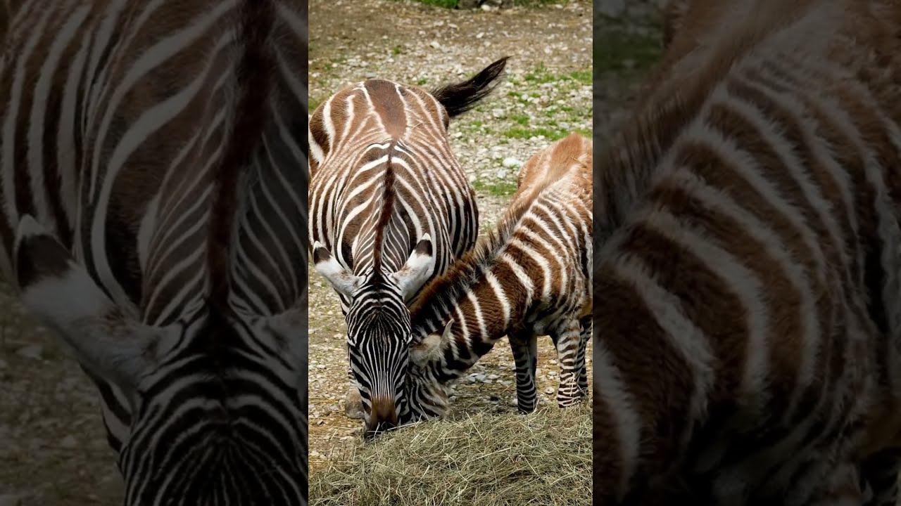 Wild and Free: The World of Zebras! #