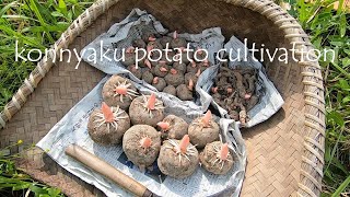 【自然農】こんにゃく芋の育て方・栽培方法｜konnyaku potato cultivation