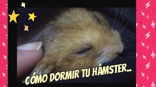 귀여운 햄스터    /Cute hámsteres/ hámsteres tierno / como dormír tu Hámster 🐹 💤💤