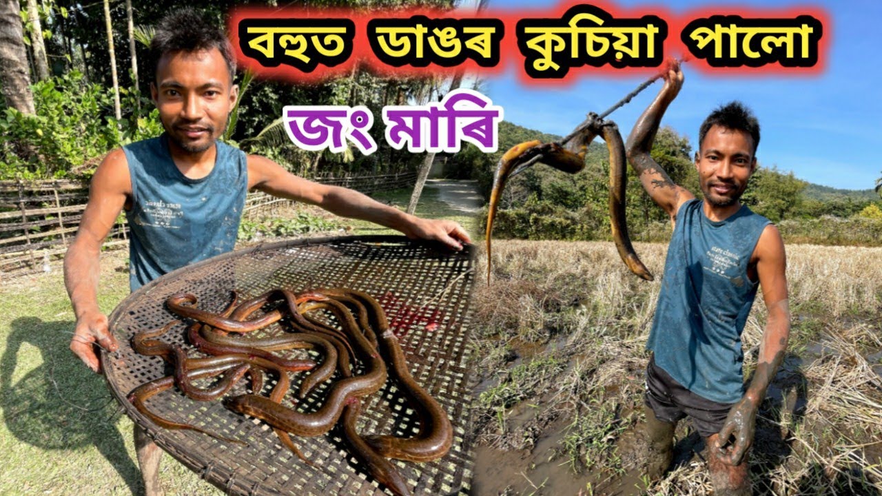 বহুত ডাঙৰ কুচিয়া পালো জং মাৰি !!