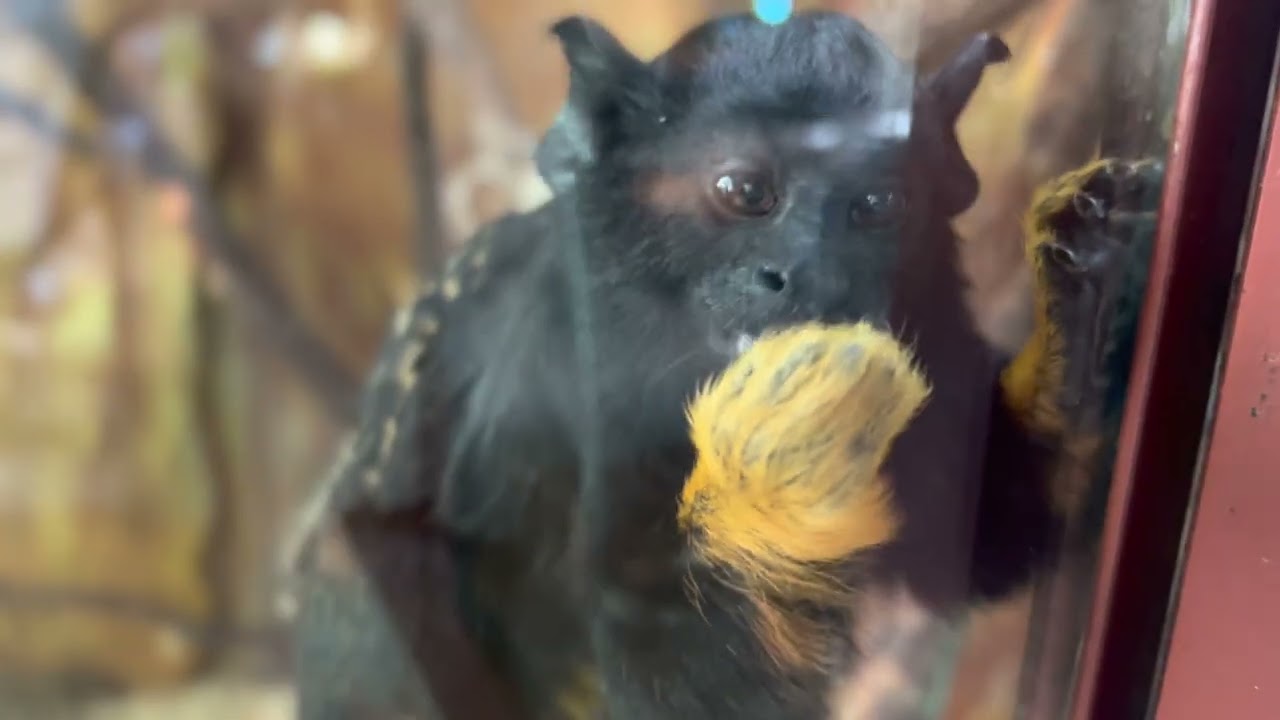 Zoo na Hrádečku - South Bohemia region