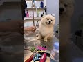 Funny Dog Videos That Will Make You Laugh Out Loud Shorts Dog Dogs Doglover Dogvideo Funny Funny Dog Videos That Will Make You Laugh Out Loud Shorts Dog Dogs Doglover Dogvideo Funny