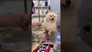 Funny Dog Videos That Will Make You Laugh Out Loud #shorts #dog #dogs #doglover #dogvideo #funny