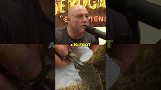 If Giant Skeletons Are Found Who is Hiding i? - Cody Tucker #jreclips #jre #giants #secrets