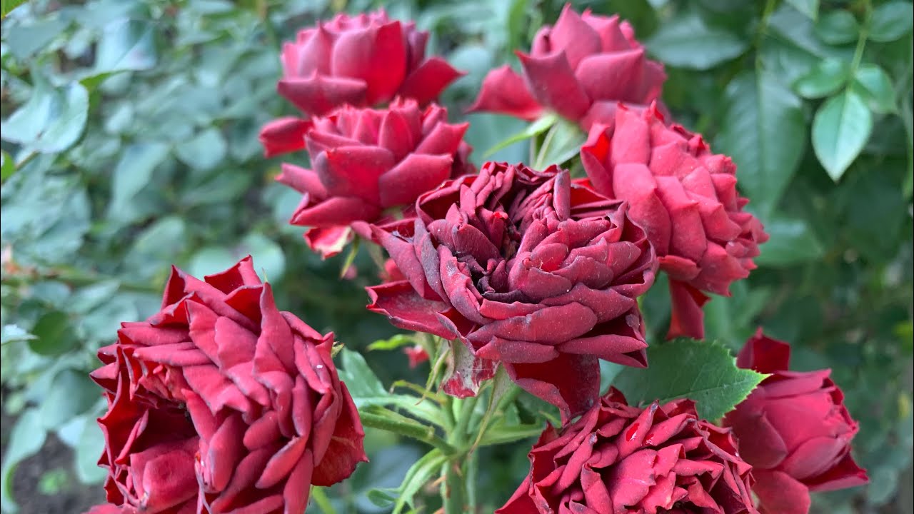 Роза Кларет Пикси ( Rose Claret Pixie )  7 октября 2021 г.