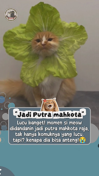 Lucu banget tingkahnya si meow 🤣 #kucinglucu #lucu #animal #short