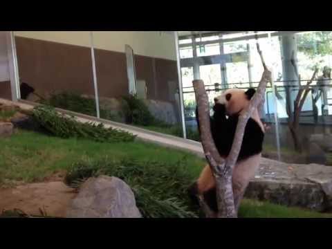 優浜　和歌山　panda