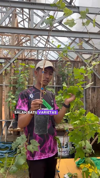 Info pemesanan Bibit No WA 083174667221 #trending #videoshort #anggurimport