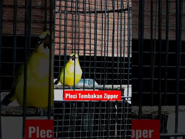 Pleci Tembakan Zipper Panjang || Pleci Pacitan Gacor || Masteran Pleci class=